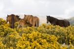 Villihevosia Portugalissa