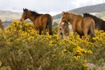 Villihevosia Portugalissa